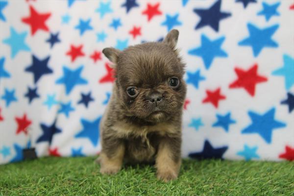 French Bulldog (F) 2392 Image #1