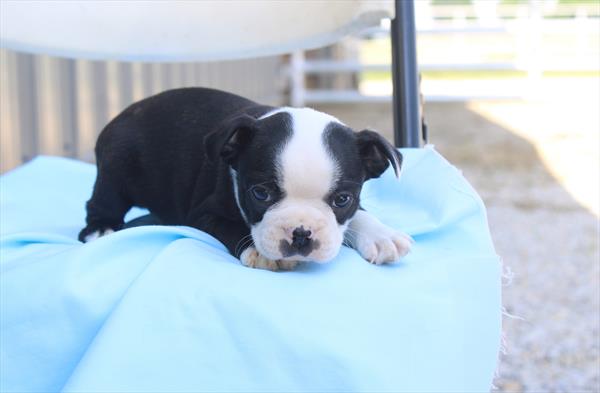 [#261325-01]  - Black / White M Boston Terrier Puppies for Sale