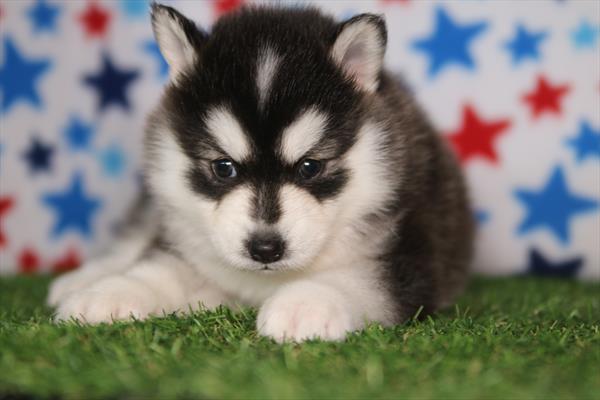 [#26148-01]  - Black / White M Pomsky 2nd Gen Puppies for Sale
