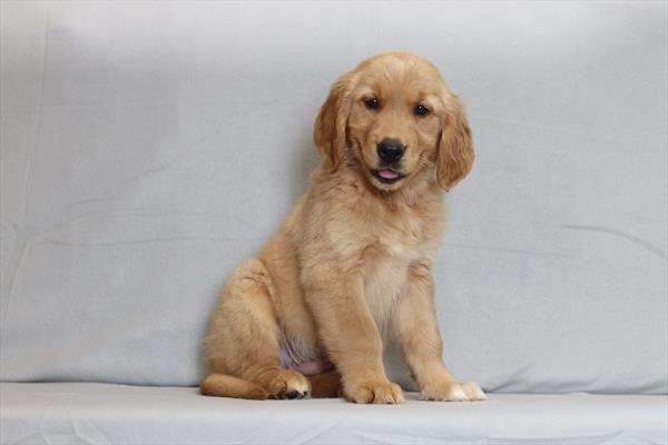 Golden Retriever (M) 6010 Image #1