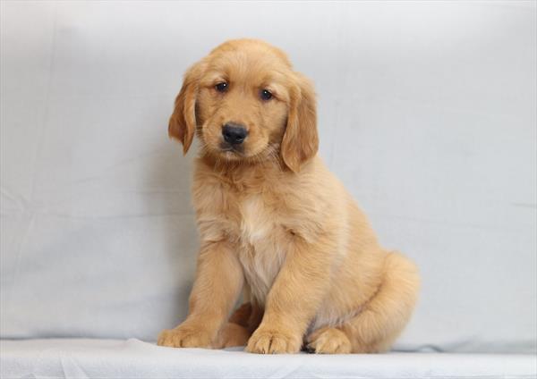 Golden Retriever (M) 2389 Image #1
