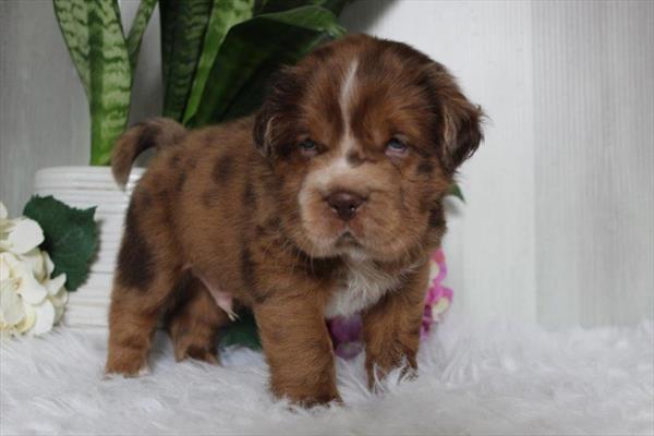 [#26952-01]  - Chocolate Merle M Hippo Mini Puppies for Sale