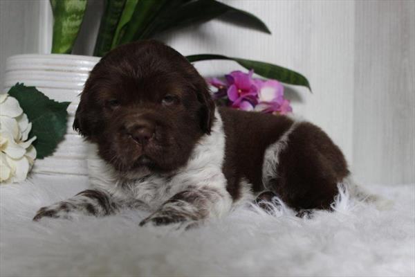 [#26960-03]  - Chocolate Merle M Hippo Mini Puppies for Sale