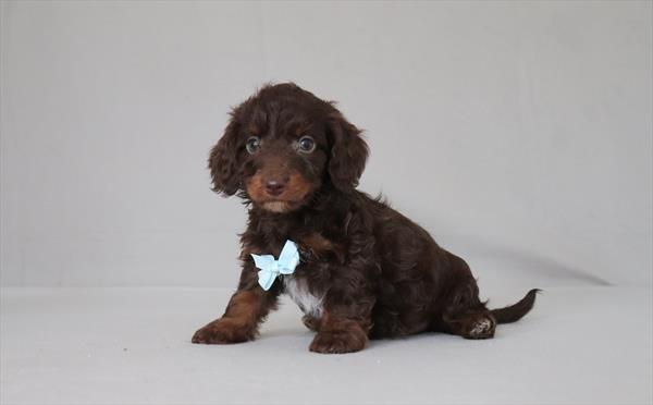 Doxiepoo (M) 6006 Image #1