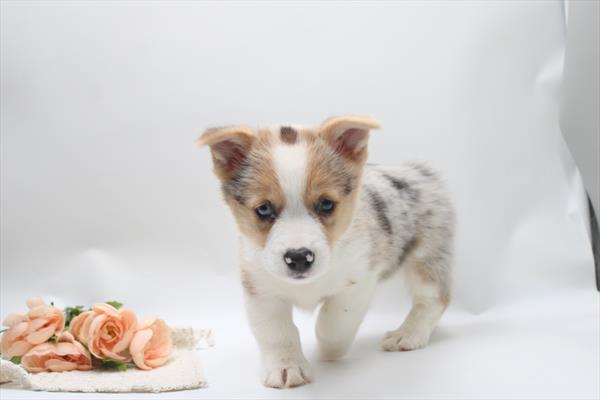 [#261178-05]  - Merle F Pembroke Welsh Corgi Puppies for Sale