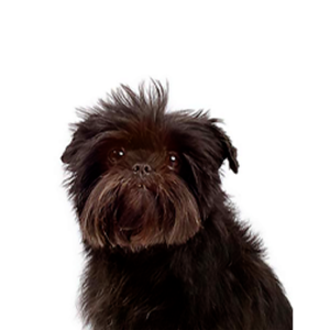 Petland Cleveland Affenpinscher