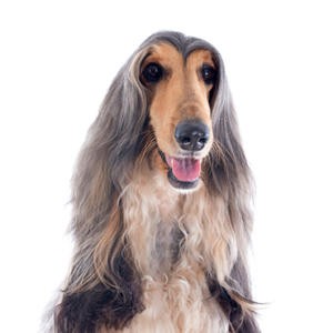 Petland Cleveland Afghan Hound