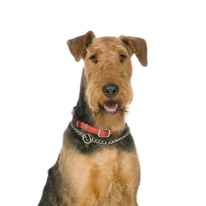 Petland Cleveland Airedale Terrier