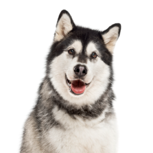 Petland Cleveland Alaskan Malamute