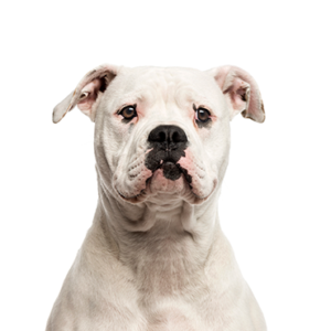 Petland Cleveland American Bulldog