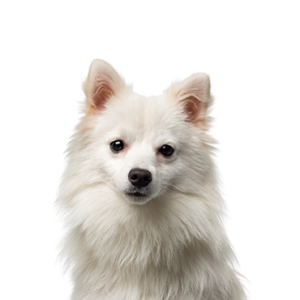 Petland Cleveland American Eskimo
