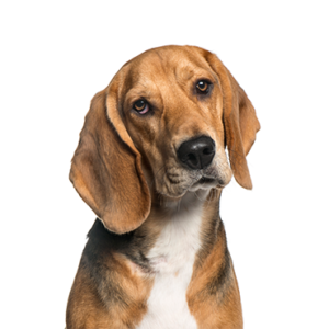 Petland Cleveland American Foxhound