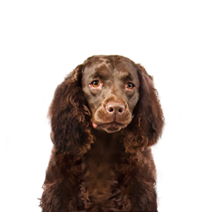 Petland Cleveland American Water Spaniel