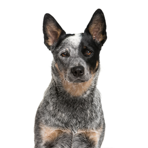 Petland Cleveland Australian Cattle Dog