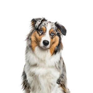 Petland Cleveland Australian Shepherd