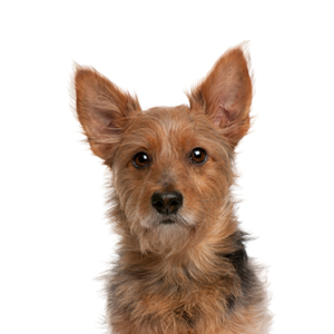 Petland Cleveland Australian Terrier
