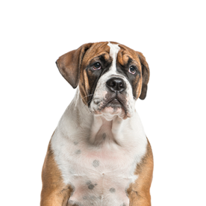 Petland Cleveland Bea-Bull