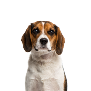 Petland Cleveland Beagle
