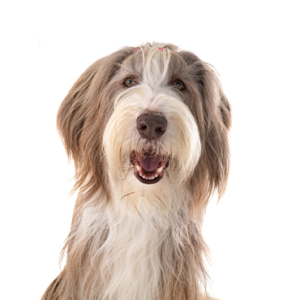 Petland Cleveland Bearded Collie