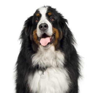 Petland Cleveland Bernese Mountain Dog
