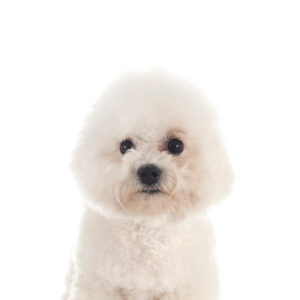 Petland Cleveland Bichon Frise