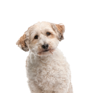 Petland Cleveland Bichon Poo