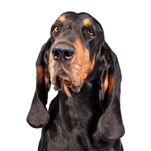 Petland Cleveland Black and Tan Coonhound