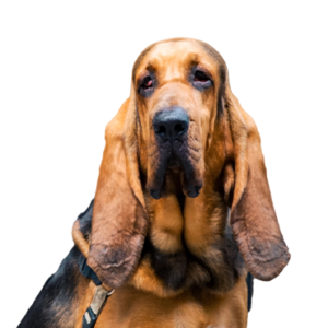 Petland Cleveland Bloodhound
