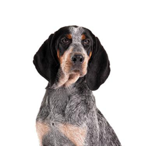 Petland Cleveland Bluetick Coonhound
