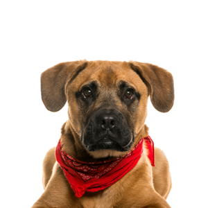 Petland Cleveland Boggle
