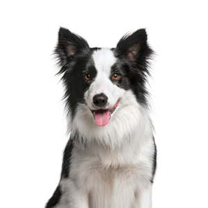Petland Cleveland Border Collie