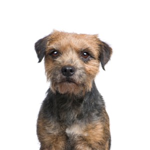Petland Cleveland Border Terrier