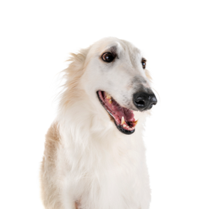 Petland Cleveland Borzoi