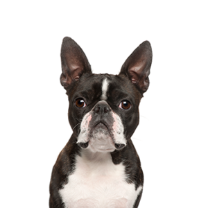 Petland Cleveland Boston Terrier