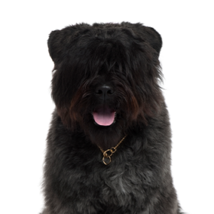 Petland Cleveland Bouvier des Flandres