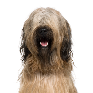 Petland Cleveland Briard
