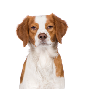 Petland Cleveland Brittany