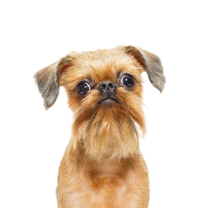 Petland Cleveland Brussels Griffon