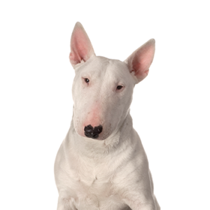 Petland Cleveland Bull Terrier