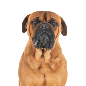 Petland Cleveland Bullmastiff