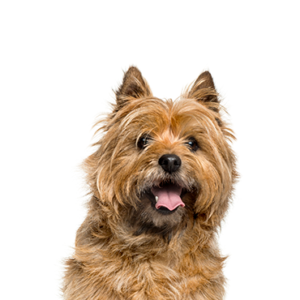 Petland Cleveland Cairn Terrier