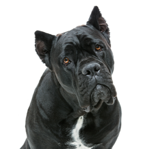 Petland Cleveland Cane Corso