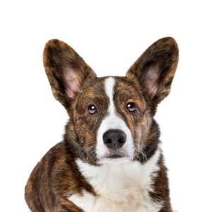 Petland Cleveland Cardigan Welsh Corgi