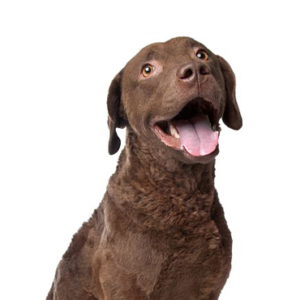 Petland Cleveland Chesapeake Bay Retriever