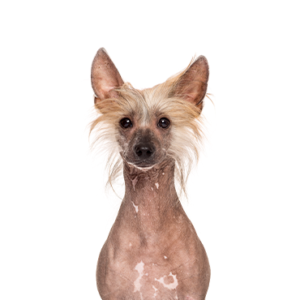 Petland Cleveland Chinese Crested