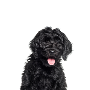 Petland Cleveland Cockapoo