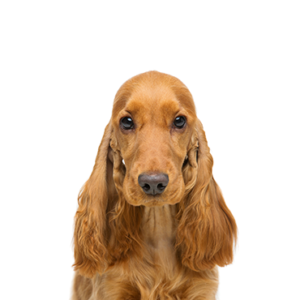 Petland Cleveland Cocker Spaniel