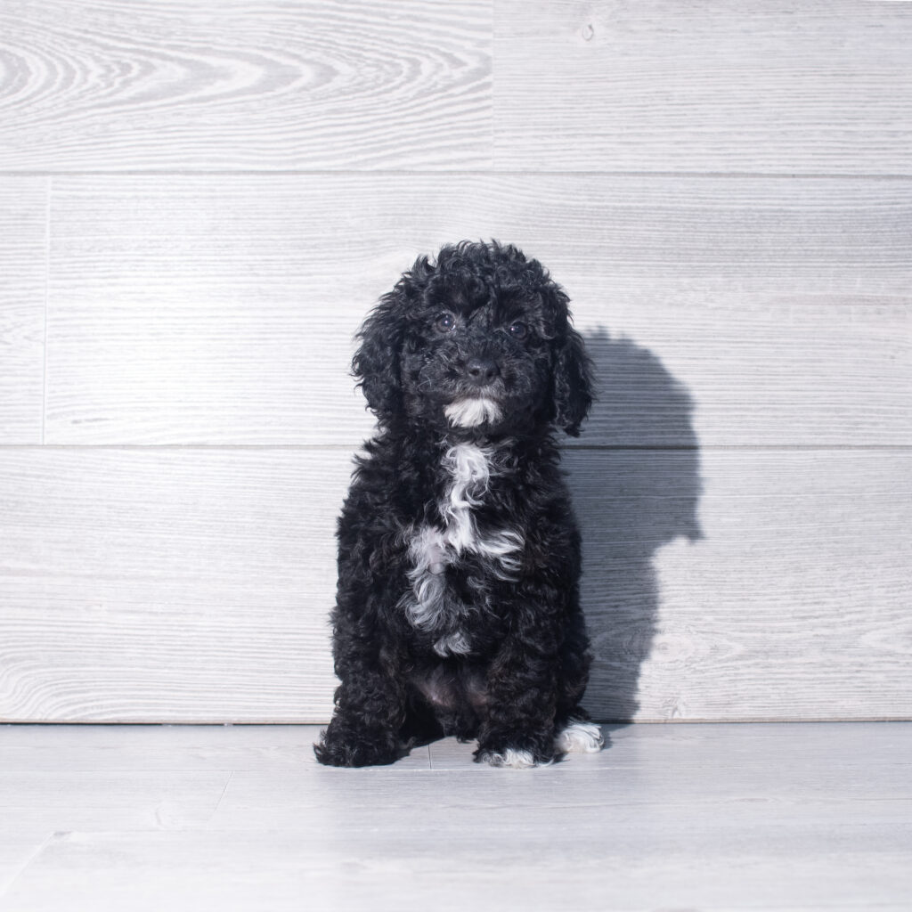 [#26990-05]  - Black / Tan F Poodle Mini Puppies for Sale