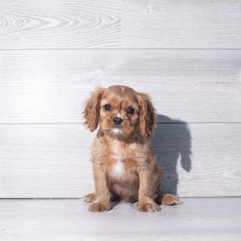 [#261012-03]  - Ruby M Cavalier King Charles Spaniel Puppies for Sale