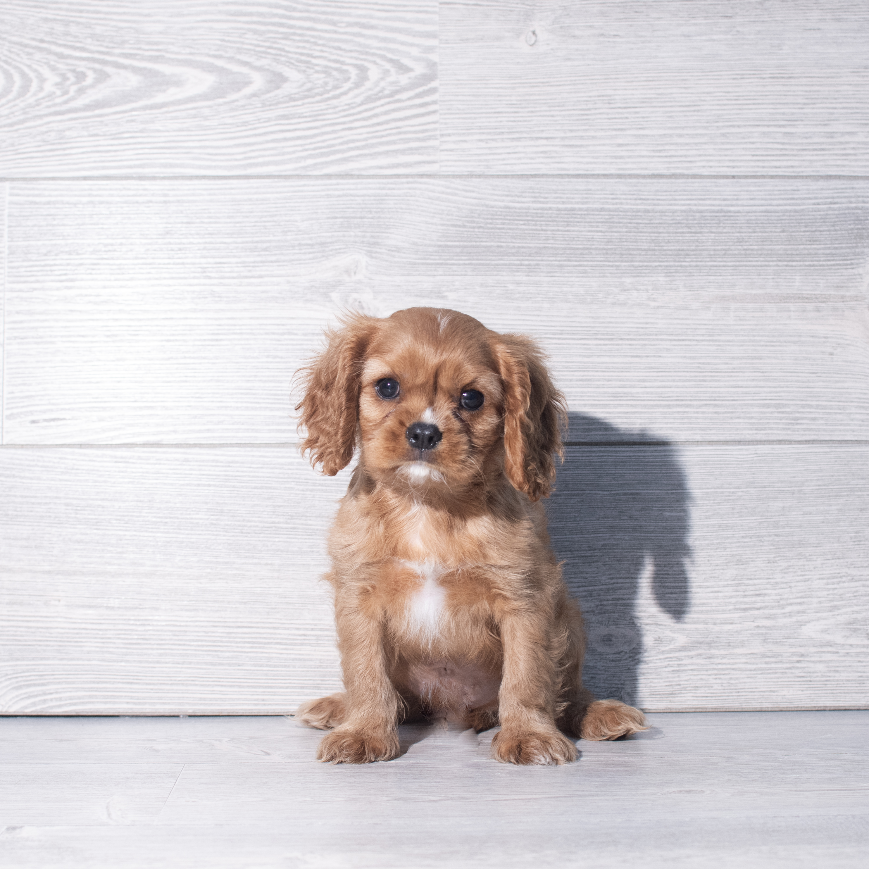 Cavalier King Charles Spaniel (M) 2385 Image #1